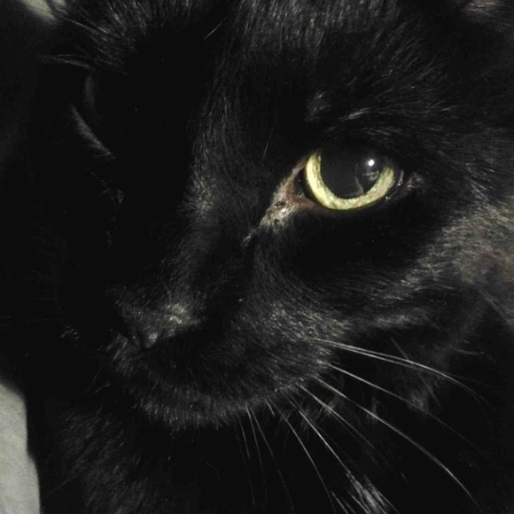 Meet your Posher, Lisa - Picture 1 of 1